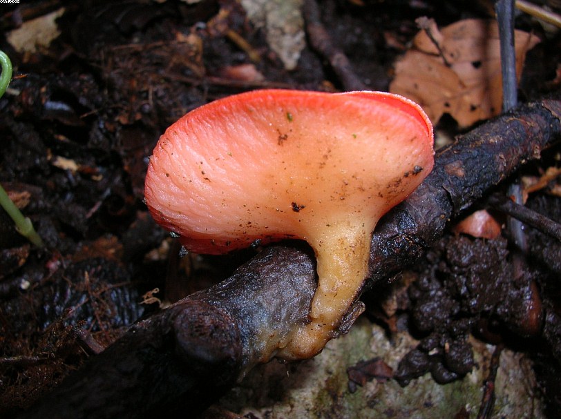 Sarcoscypha jurana       (Boud.)      Baral